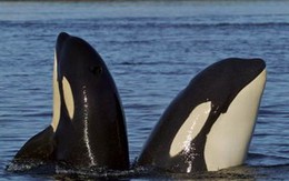 Ảnh: Vũ điệu cá heo